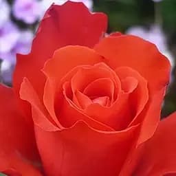 Троянда чайно-гібридна Agro-Market Голд перл штейн саджанець класу АА+ вищий сорт 1 шт. в упаковці (35999)