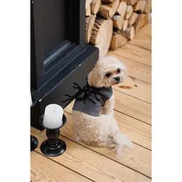 Аксесуар для собак Pet Fashion Spider XS-XXS  - мініатюра 6