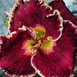 Лілійник "Derek's Triumph" (186903) 1 шт