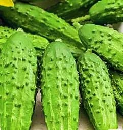 Семена Весна Огурец Супер корнишон Органик в банке 5 г (46898)