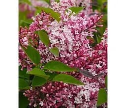 Саженец Agro-Market Сирень мелколистная Superba (50737) 1 шт. в упаковке