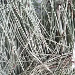 100 г хвощ полевой трава сушеная - свежий урожай