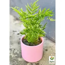 Птерис вечнозеленый Agro-Market Straminea 30-40 см (179058) 1 саженец в упаковке комнатный