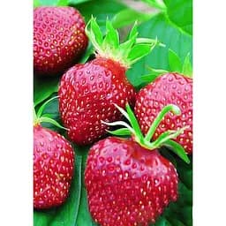 Саджанець Agro-Market Полуниця Кент (Kent) 5шт (ранній термін дозрівання, ягоди добре зберігаються) (25735)