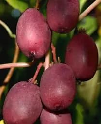 Саджанець Agro-Market Актинідія Скарлет Септембер (міні-ківі, морозостійкий сорт, ранній термін дозрівання) (43957) 1 шт. в упаковці - мініатюра 4