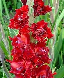 Луковица Agro-Market Гладиолус Fire Cracker 3 шт. в упаковке (179172)