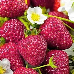 Саджанець Agro-Market Полуниця темно-вишнева Комета (Comet) (преміальний високоврожайний сорт) 5 шт. в пакуванні (25704)