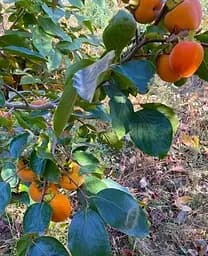Саджанець Agro-Market Хурма на віргінській морозостійкій підщепі Хеакума вищий сорт! (44808) 1 шт. в упаковці - мініатюра 2