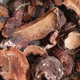 100 г горец змеиный/раковая шейка корень сушеный - свежий урожай