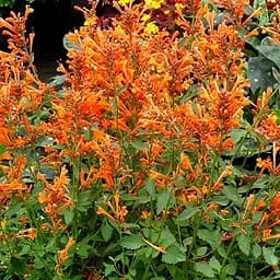 Агастахис "Mango Tango" (лофант многолетний, цветет до заморозков) (188536) 1 саженец в упаковке