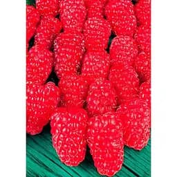 Саджанець Agro-Market Малина Брусвяна (ремонтантний високоврожайний сорт) 2 шт. в упаковці (17669)