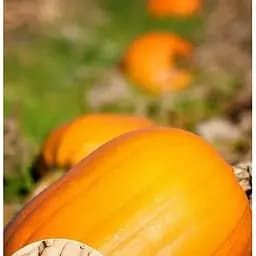 Насіння Весна на вагу Гарбуз Дамський ніготь ціна за 10 г (22324)