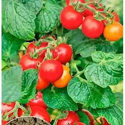 Насіння Весна Томат Банзай 0.1 г (21905)