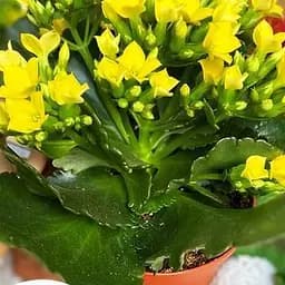Саджанець Agro-Market Каланхое Блоссфельда Yellow (Kalanchoe Blossfeldiana) (50629) 1 шт. в упаковці
