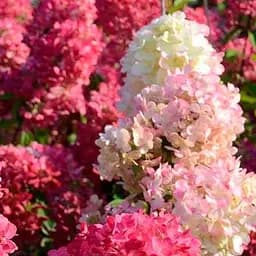 Саженец Agro-Market Гортензия метельчатая 2-х летняя Diamant Rouge высота саженца 20-30см (176629)