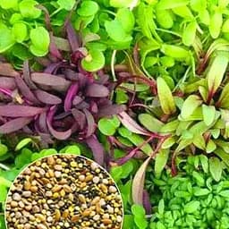Семена Agro-Market микрозелень Смесь на вес цена за 20 г (52221)