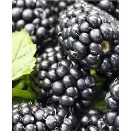 Саженец Agro-Market Ежевика ранняя Натчез (Natchez) 1 саженец (21304)