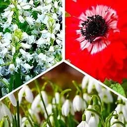 Микс луковиц Agro-Market из 3-х сортов Чизкейк (Cheesecake) 15шт луковиц (47810)