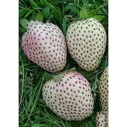 Саджанець Agro-Market Полуниця Білий швед 5шт (середній термін дозрівання, один з найбільш незвичайних сортів) (25730)