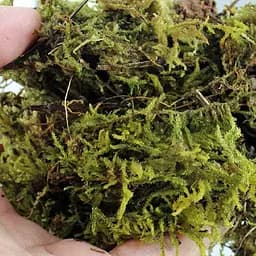 Сфагновий мох Repti-Zoo Sphagnum Moss 100 г (4,5 л) з Чилі для тераріумів і рослин - мініатюра 5