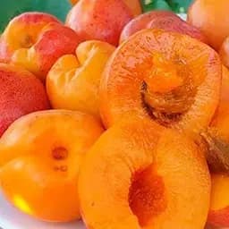 Саджанець Agro-Market Абрикос Джумбо Тардив (літній сорт, середній термін дозрівання) (39866) 1 шт. в упаковці - мініатюра 4