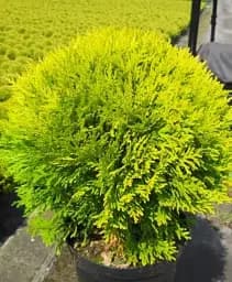 Саджанець Agro-Market Туя західна Mirjam С3 висота 20-30 см 1 шт. в упаковці (105604)