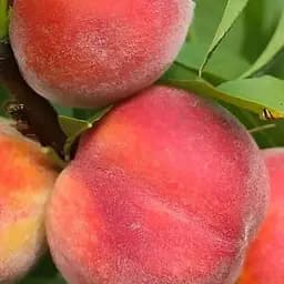 Персик Agro-Market "Азорит" (летний сорт, средне-поздний срок созревания) (188341) 1 саженец в упаковке