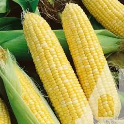 Кукуруза сахарная Садиба БСС 1075 F1, 20 шт.