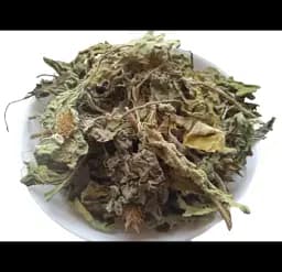 Нетреба Трава Страхополох Дурнишник Xanthium Strumarium