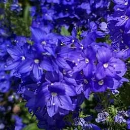 Вероніка Австрійська "Knallblau" (189451) 1 саженец