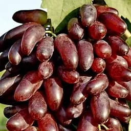 Саджанець Agro-Market Виноград Карнавал (м'ясисто-соковита м'якоть, болезнеустойчів) 1 шт. в пакуванні (61661)