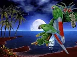 Алмазна мозаїка на підрамнику Папуги 40×50 см 71322_BGLE