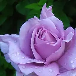 Троянда плетиста Agro-Market Блакитна Мрія саджанець класу АА+ вищий сорт 1 шт. в упаковці (17406)