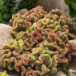 Саджанець Agro-Market Очиток відігнутий Cristatum (99336) 1 шт. в упаковці