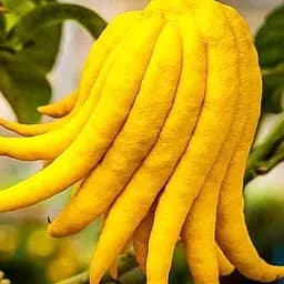 Цитрон Лайм Agro-Market Пальці Будди 2х річний висота 20-30 см 185090 1 саджанець в упаковці