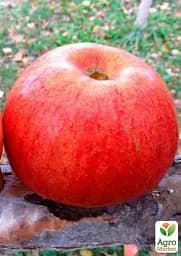 Саджанець Agro-Market Яблуня колоновидна жовтувата з темно-червоним рум'янцем Яблучний шедевр (Apple masterpiece) (преміальний скороплідних сорт) 1 шт. в упаковці (48911) - мініатюра 3