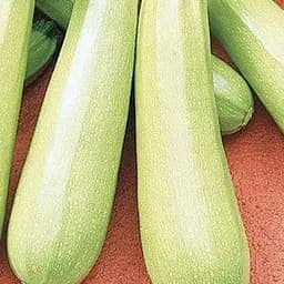 Кабачок Весна Одесский кустовой (в банке) 100г (52419)