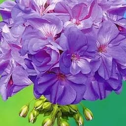 Пеларгонія зональна Quality Line "Blue Wonder" (185003) 1 саженец