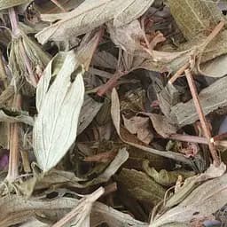 Зопник колючий/железняк трава сушеная - свежий урожай 100 г 