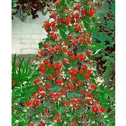 Саженец Agro-Market Клубника Ампельная Домашний деликатес (ремонтантный, ранний, сладкий сорт) (179036) 1 шт.