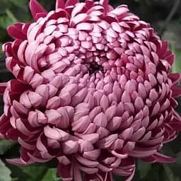 Хризантема "Edenblue" (низькоросла великоквіткова) (112819) 1 саженец