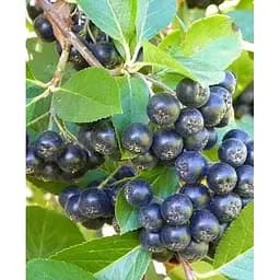 Саджанець Agro-Market Горобина чорноплідна у контейнері Вікінг 1 саджанець (153755)