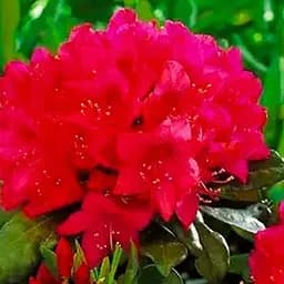 Саджанець Agro-Market Рододендрон гібридний Dotello (155291)