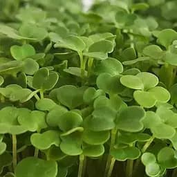 Насіння Agro-Market Мікрозелень Рукола у банці 20 г (45225)