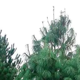 Саджанець Agro-Market Сосна гімалайська 5-ти річна Griffithii С3, висота 40-50см (115781)