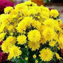 Хризантема мультифлора куляста "Baria Yellow" (189648) 1 саженец