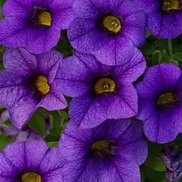 Калибрахоа Mini Famous Neo "Royal Blue" (190200) 1 саженец