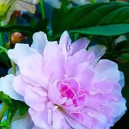 Саженец Agro-Market Калистегия махровая кудрявая (Calystegia hederacea Flore Pleno) (52695)