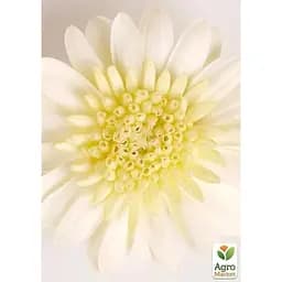 Саджанець Agro-Market Остеоспермум махровий Pasodoble Enrico (контейнер № 10 висота 10-20 см) (49098) 1 шт. в упаковці - мініатюра 2