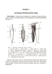 Основи клінічної морфології зубів - мініатюра 9